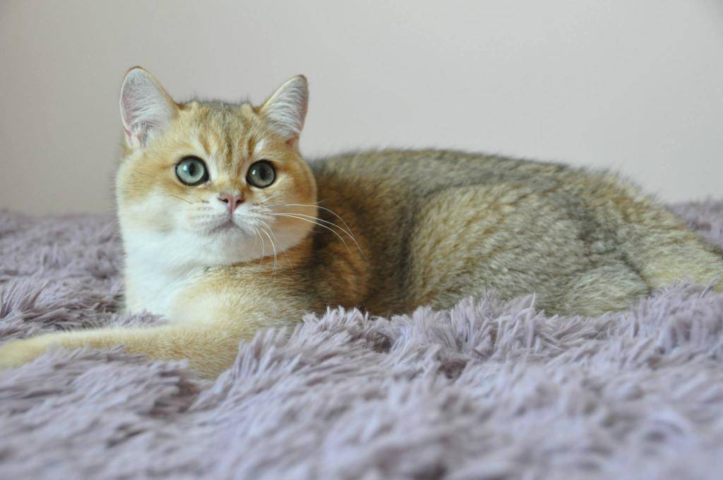Британская шиншилла - порода кошки характер - окружающий мир вокруг нас