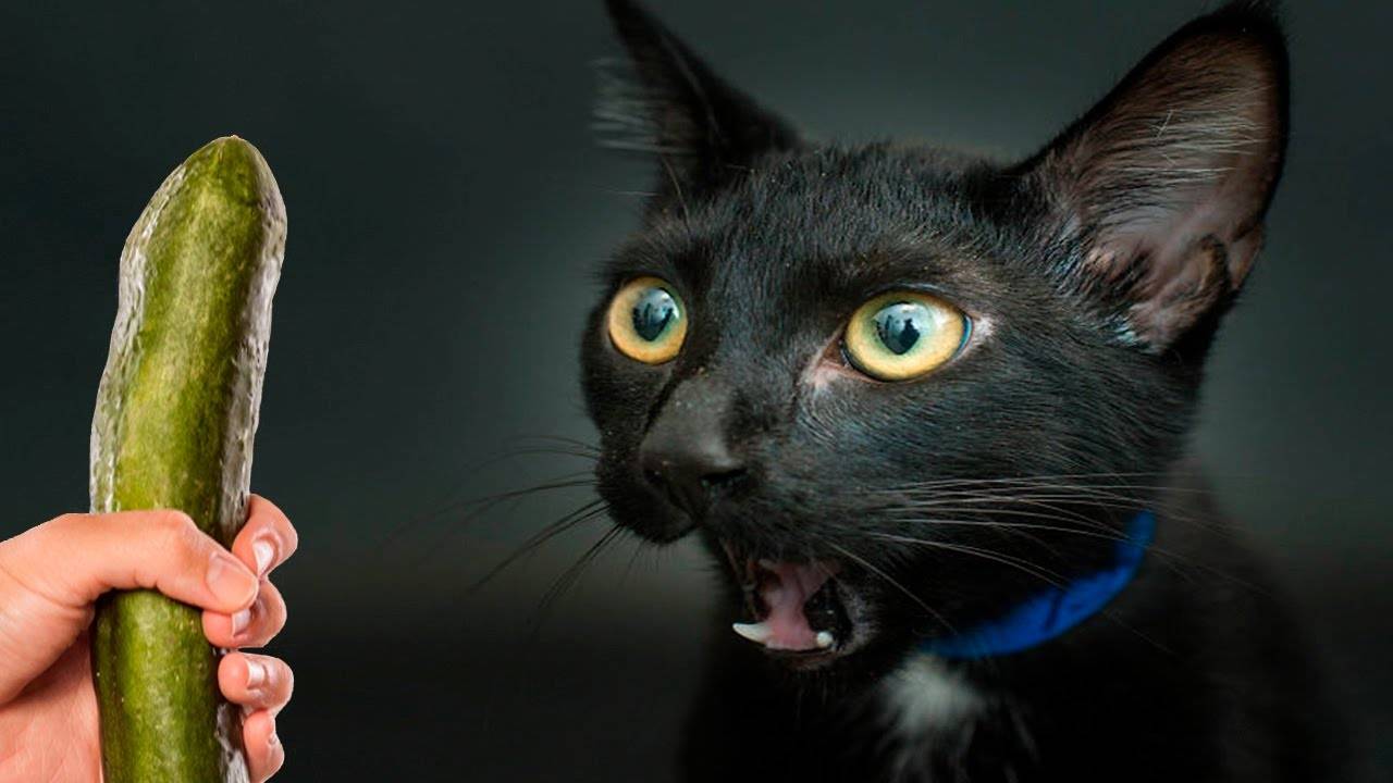 Почему коты боятся огурцов: мнение ученых фелинологов