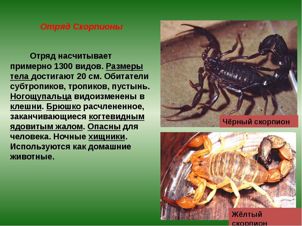 Скорпион: рекомендации знатоков по содержанию и уходу