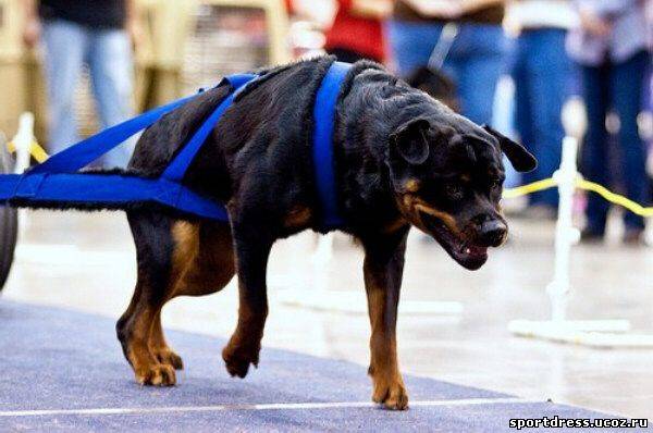Топ-10 самых сильных собак в мире: по боям, самый сильный укус