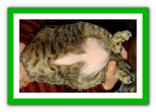 Причины и симптомы появления жидкости в животе у кошки, кота или котенка, лечение асцита в домашних условиях