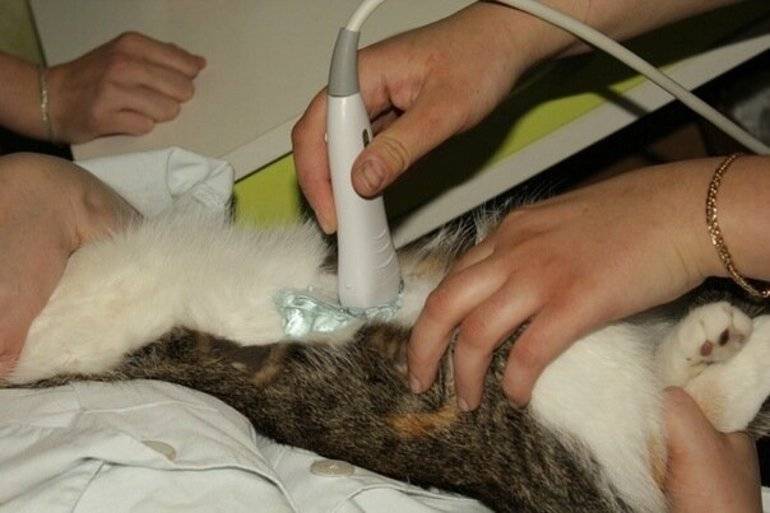 Лекарство от цистита для котов | признаки цистита у кошек лечение
