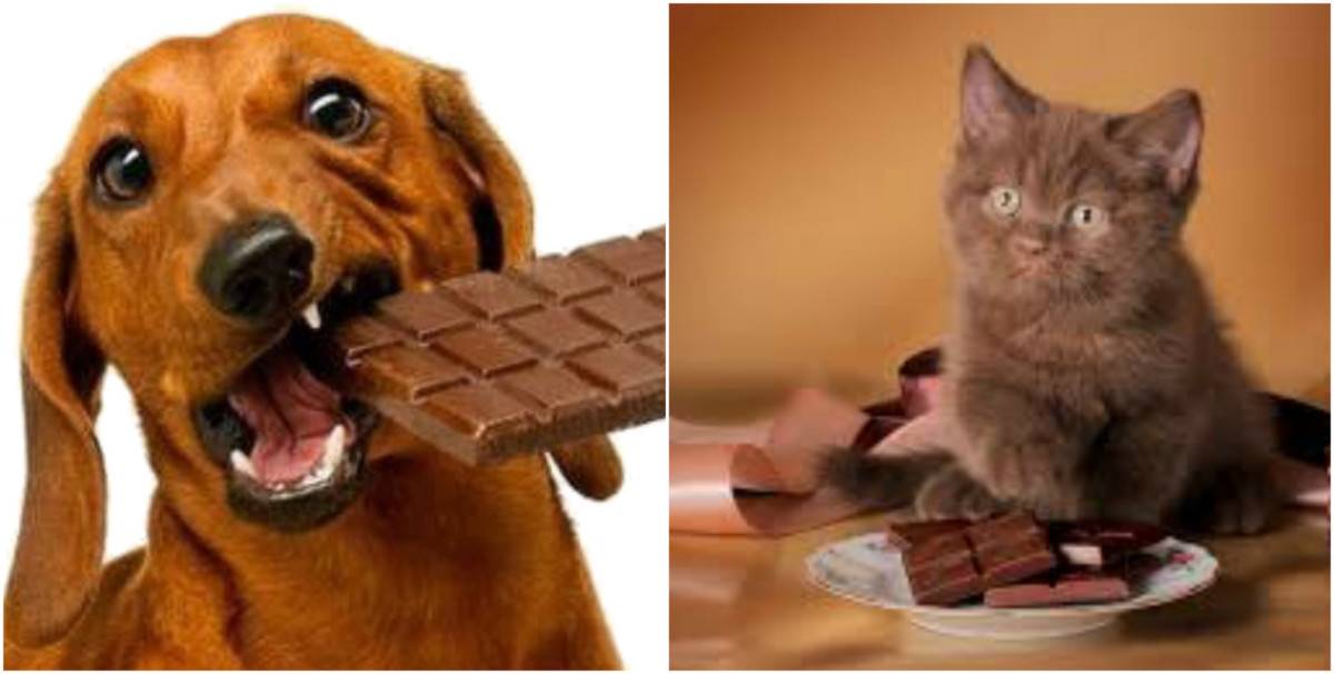 Собака съела шоколад — что делать?