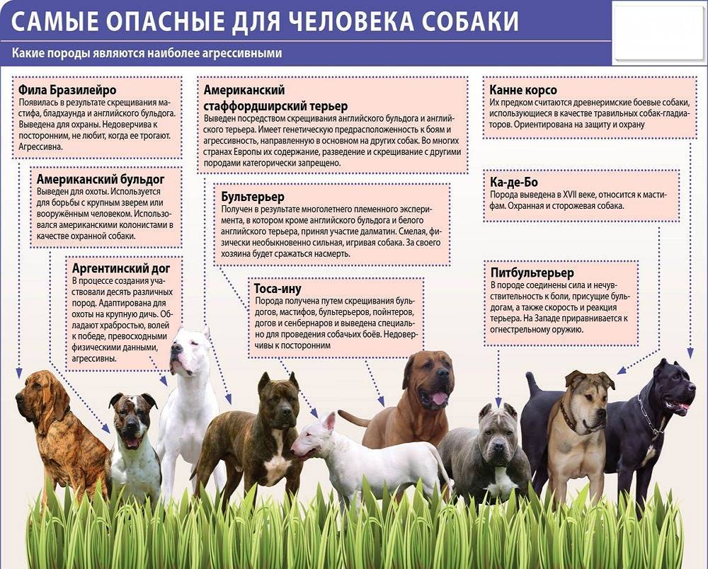 Какие собаки запретили в россии — сайт эксперта по животным — howmeow