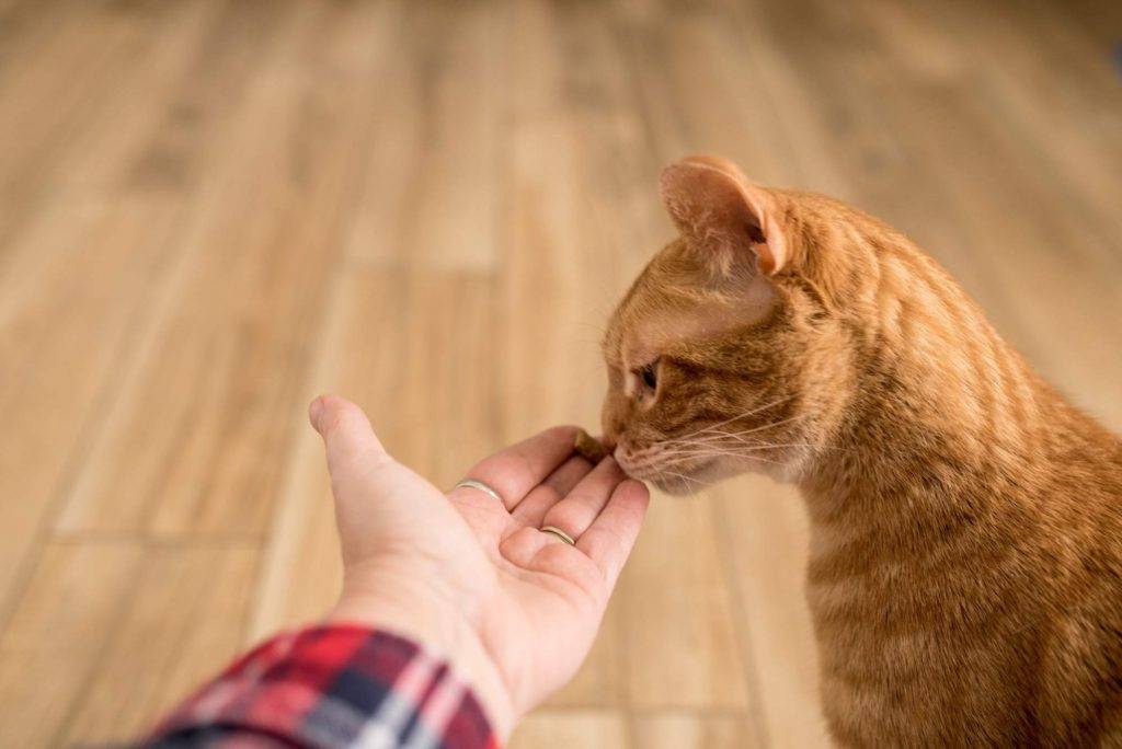 Почему кошка нюхает нос человека: странности кошачьего поведения - gafki.ru