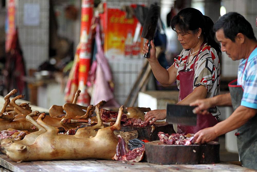 Bom100 • зачем китайцы едят собак ?
