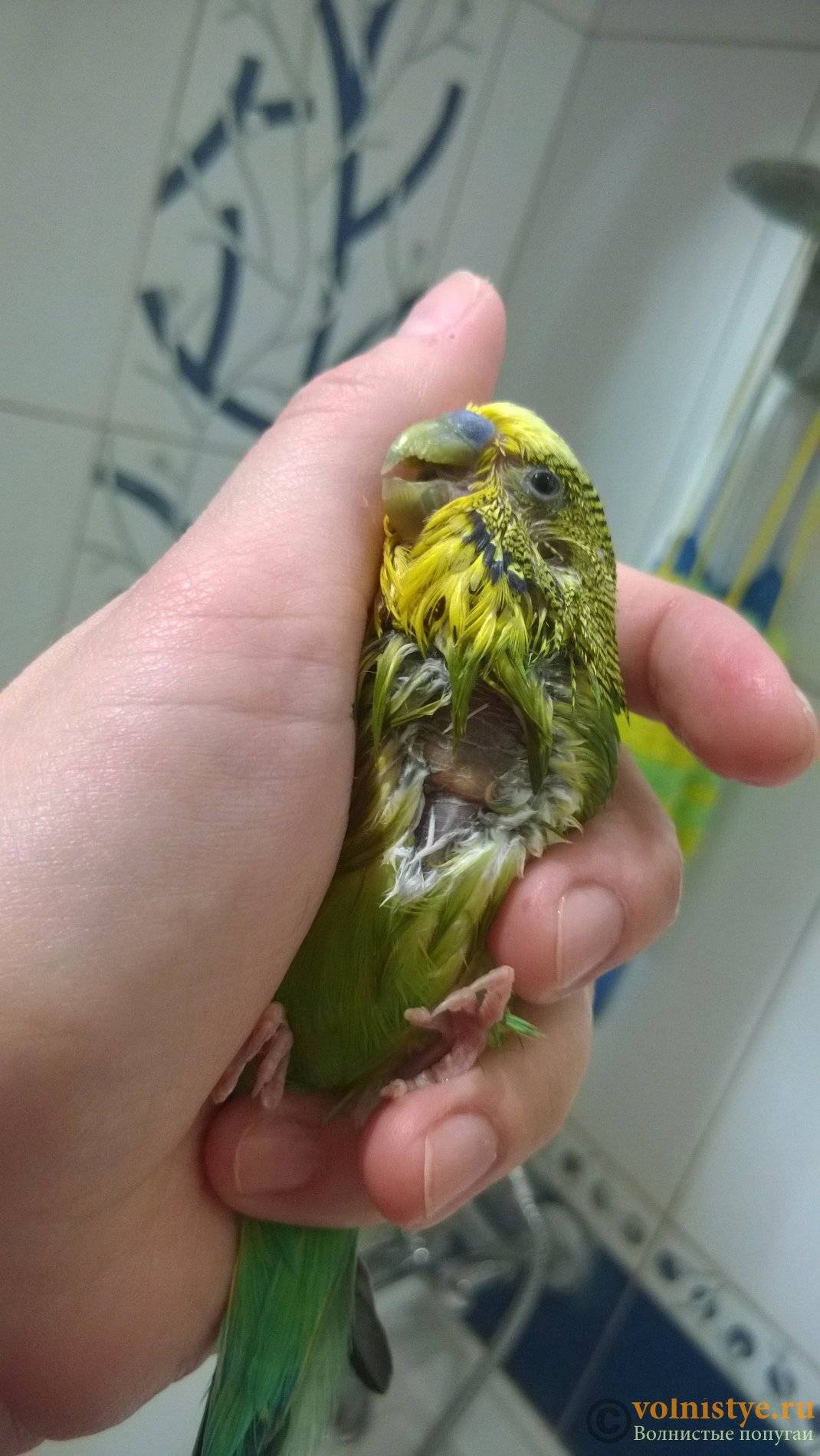 Воспаление зоба у волнистых попугаев лечение в домашних условиях