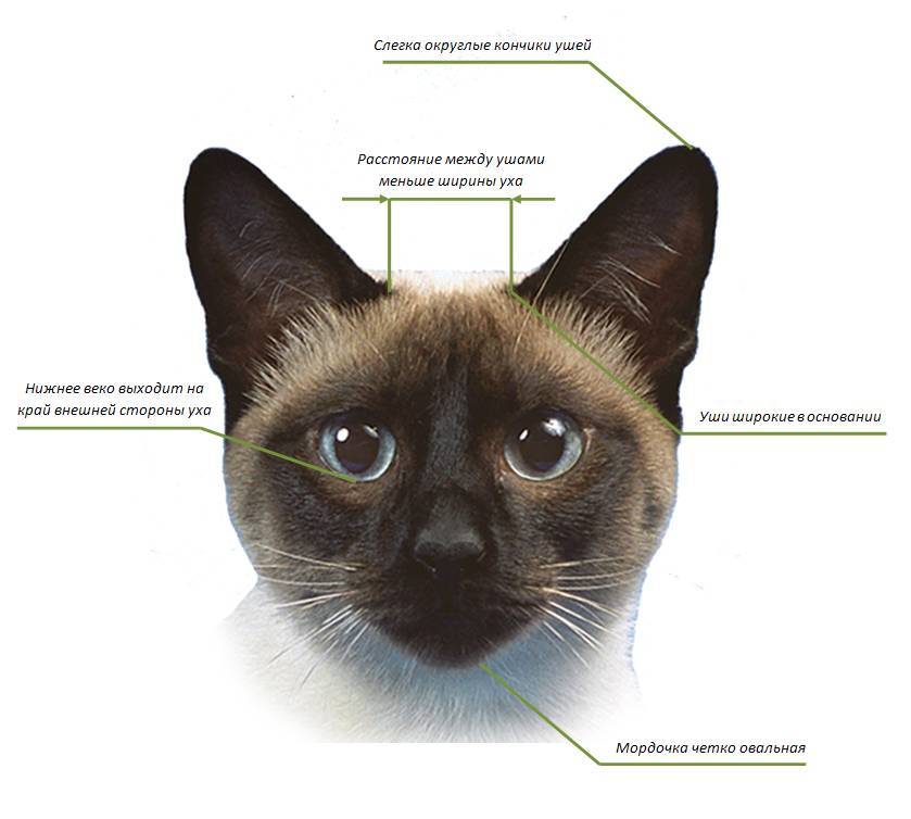 Косоглазый кот: подробный обзор пород с описанием