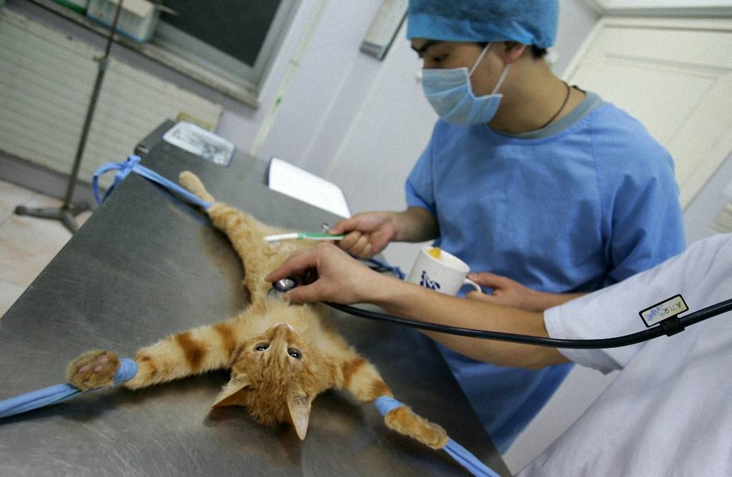 Подготовка кота к кастрации: что нужно знать перед операцией