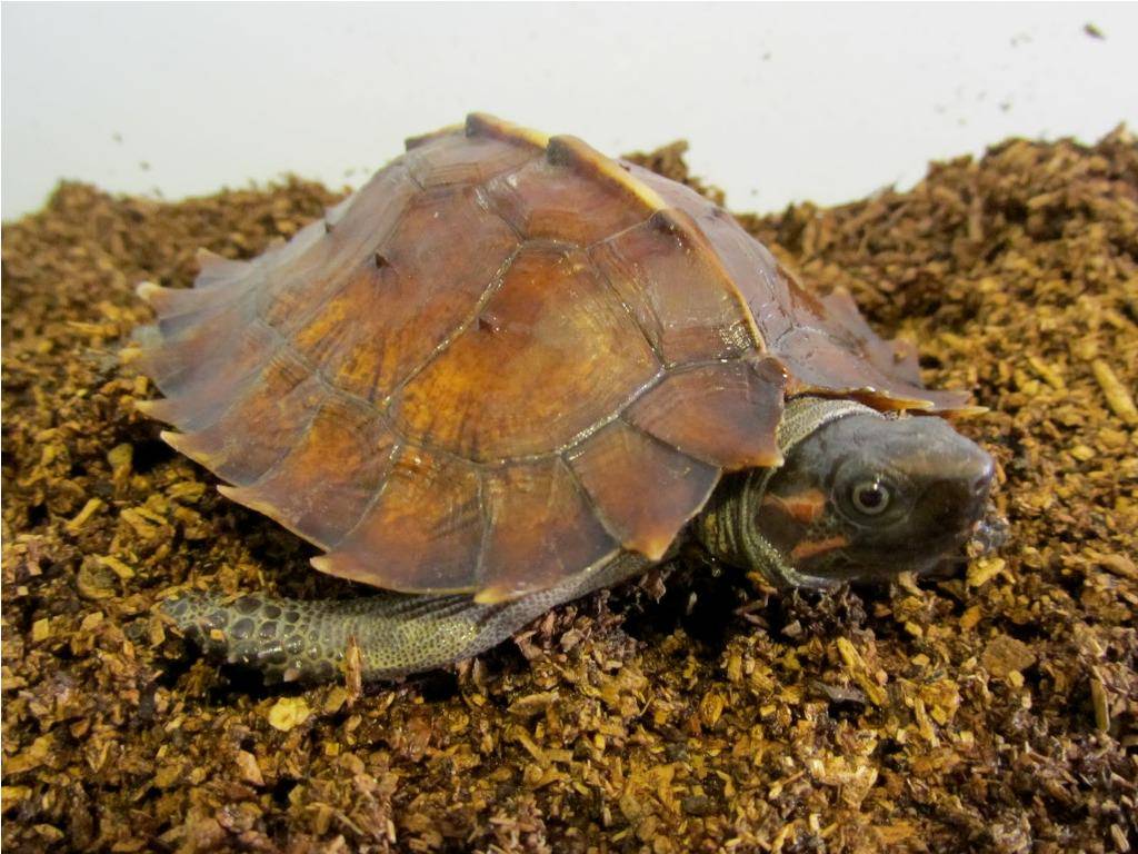 Род колючие черепахи (heosemys)