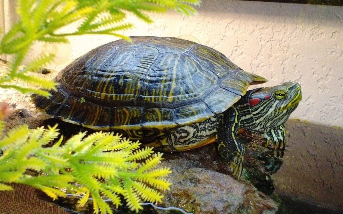 Сколько лет живут красноухие черепахи в домашних условиях