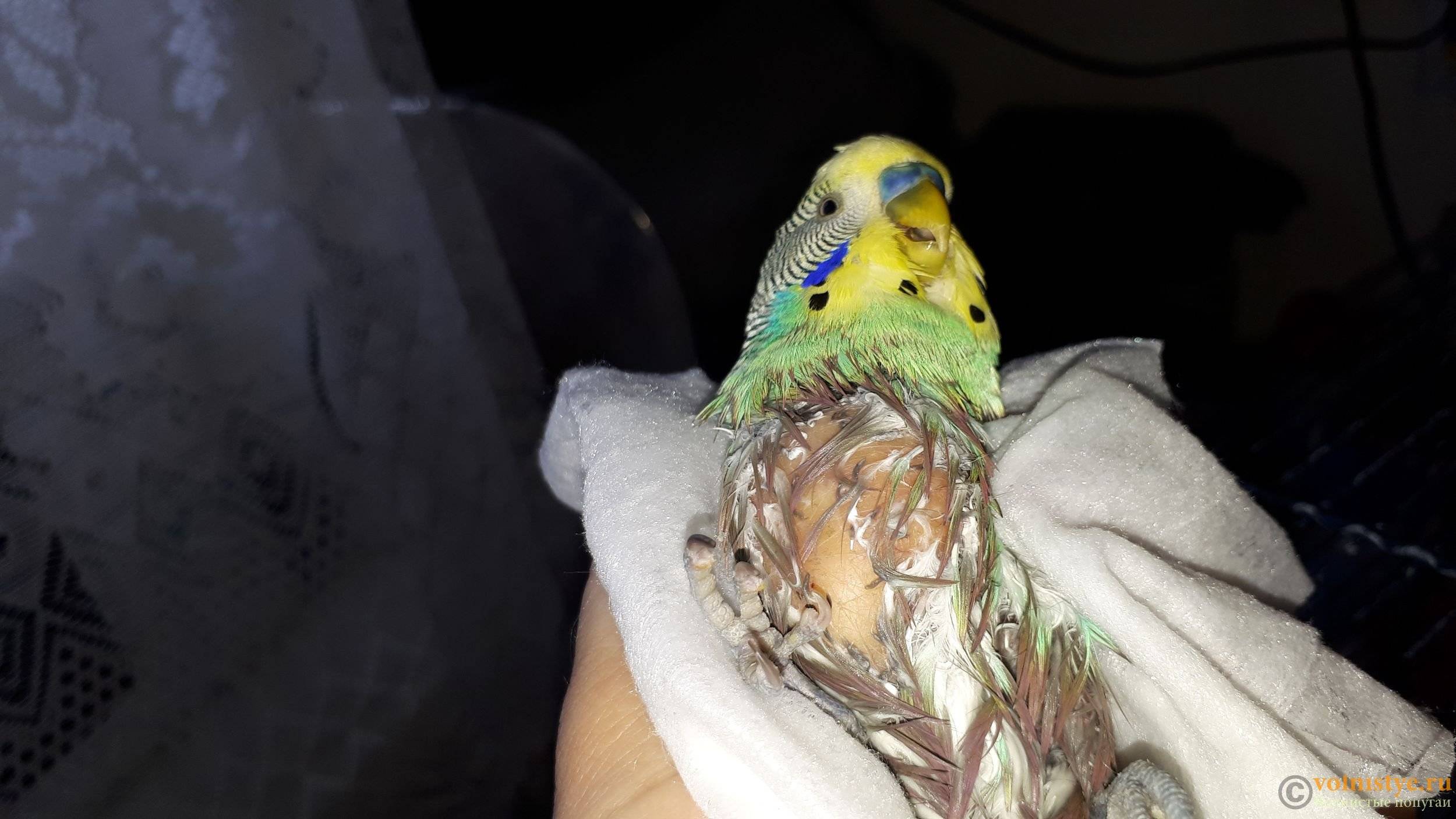Воспаление зоба у волнистых попугаев: причины, симптомы, лечение, фото, как выглядит птица при болезни