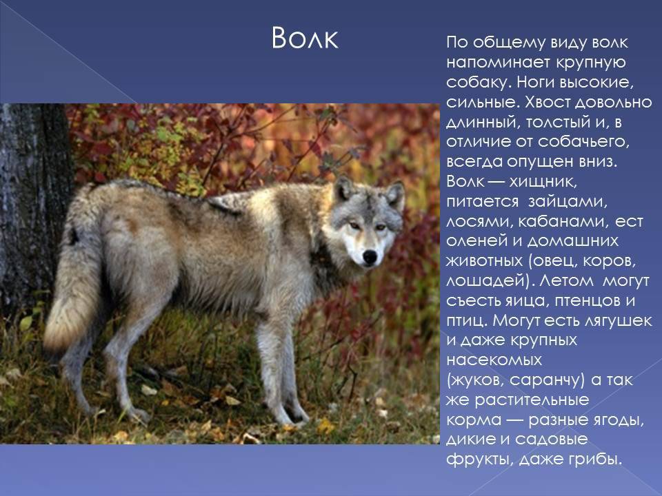 Чем волк отличается от собаки по характеру. волк и собака. изучение предков помогает лучше понять потомков. какие существуют признаки, отличающие волка от собаки