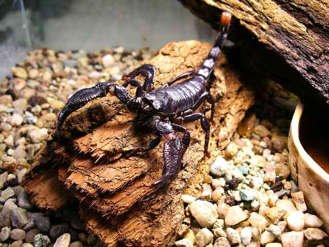Императорский скорпион – особенности содержания в домашних условиях