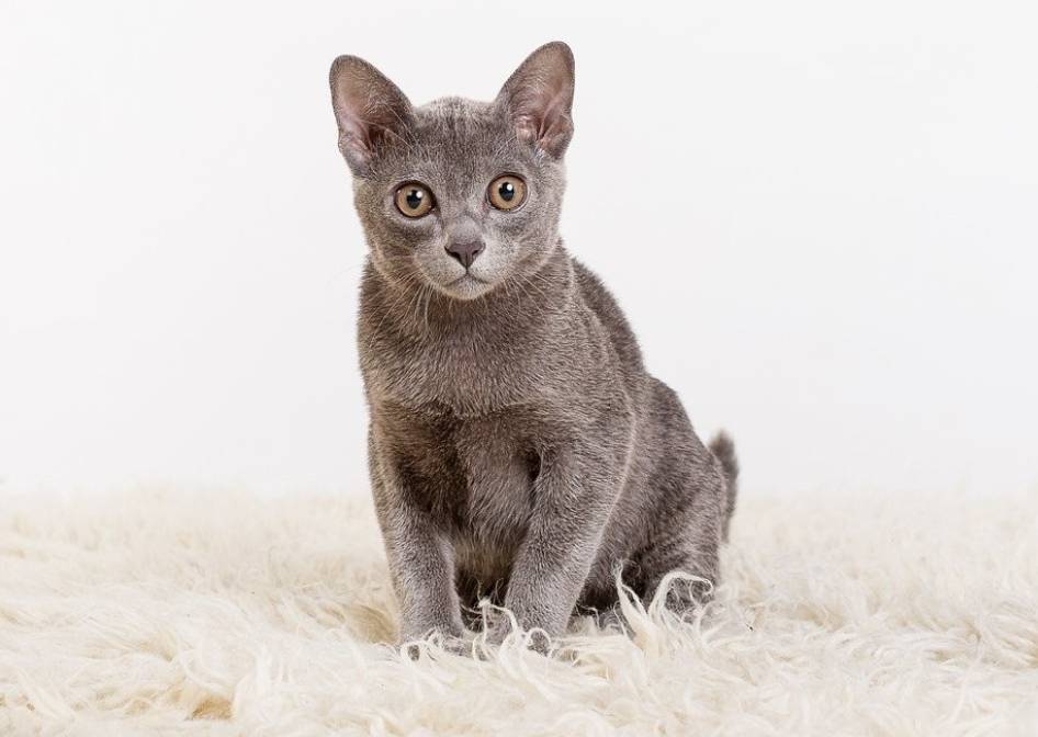 Корат: 120 фото кошки, описание породы и характера, окрас, факты о содержании