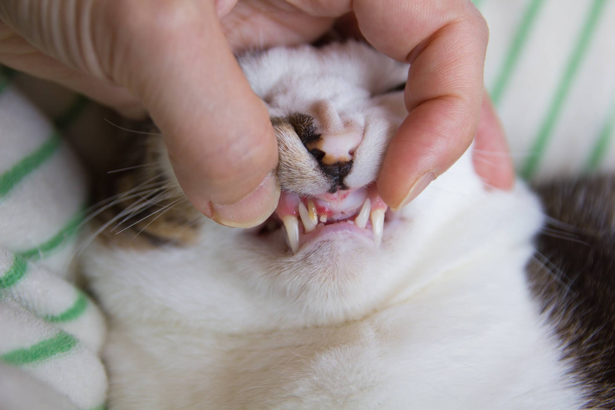 Гингивит у кошек: симптомы и лечение в домашних условиях, красные десна, воспаление, запах изо рта