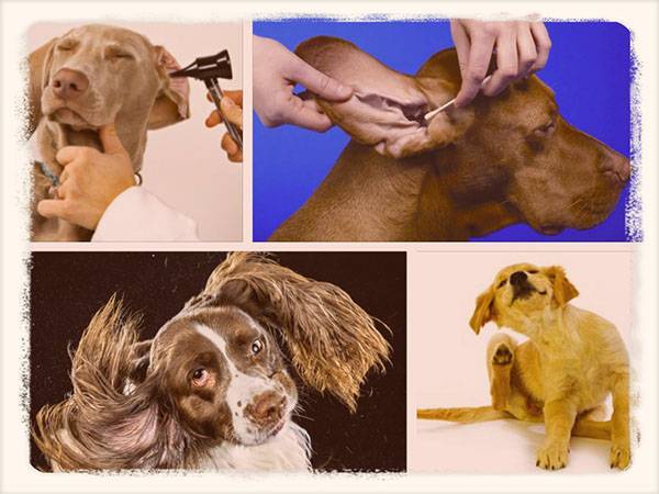 Собака чешет уши и трясет головой: причины и лечение