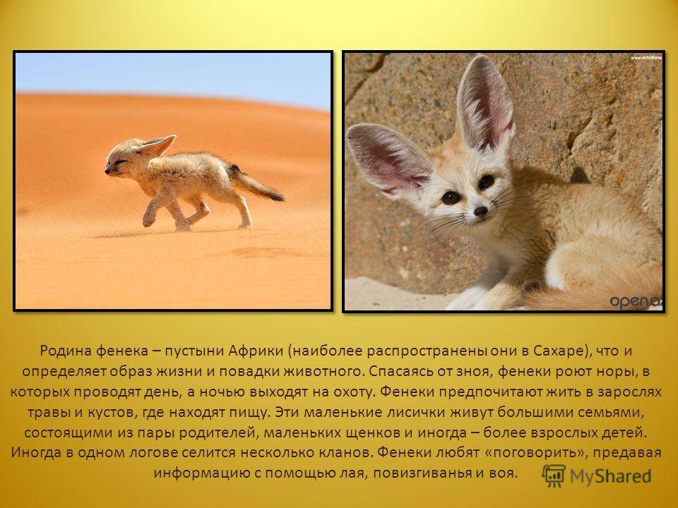 Животное фенек – ушастая лисичка. фото лисы фенек и описание