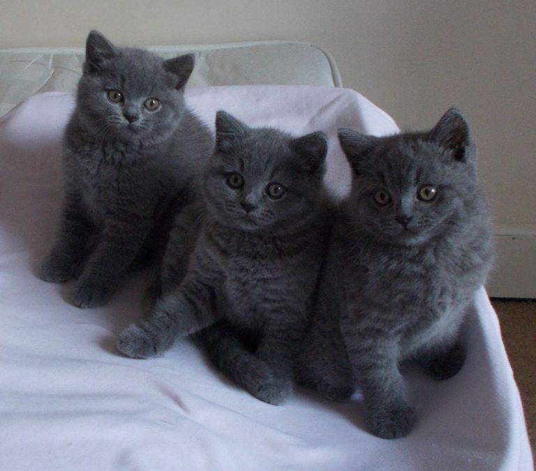 Имена для серых котят и взрослых кошек