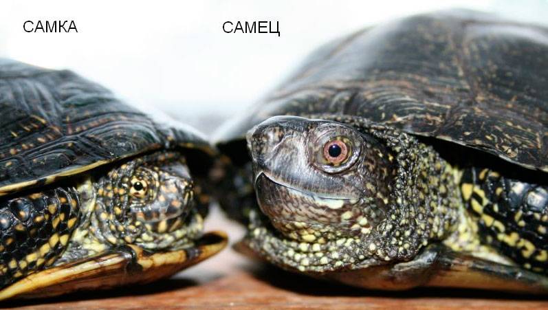 Рекомендации, как точно определить пол красноухой черепахи. отличия по общим признакам