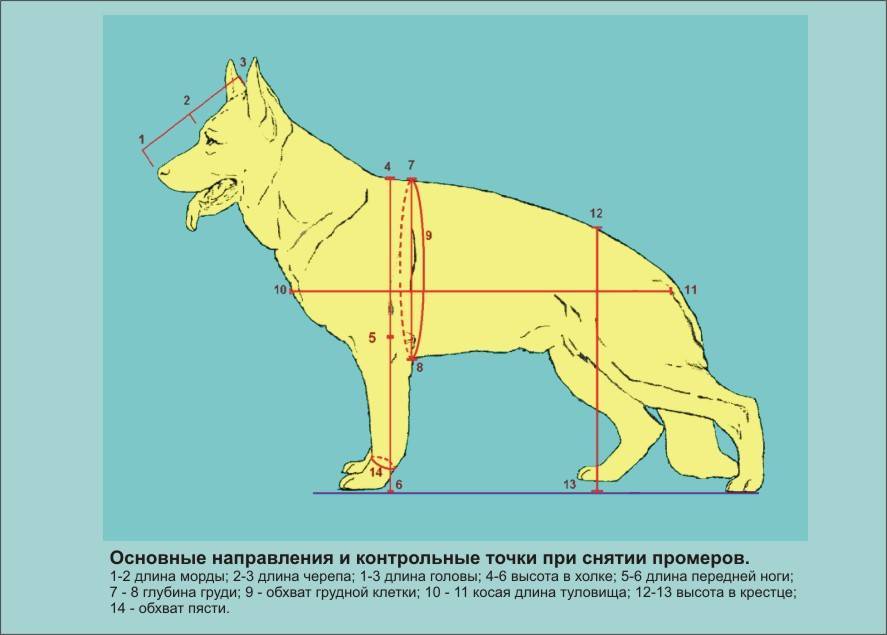 Как мерить высоту холке собаки. где находится холка у собак: измеряем рост питомца правильно. каким инструментом производится