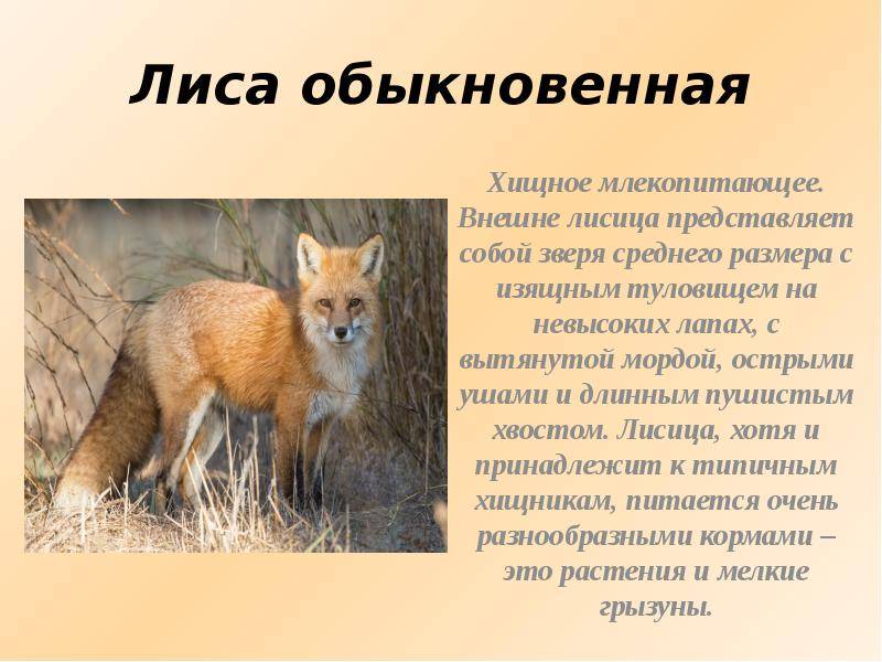 Лисицы – виды лис, фото и краткое описание