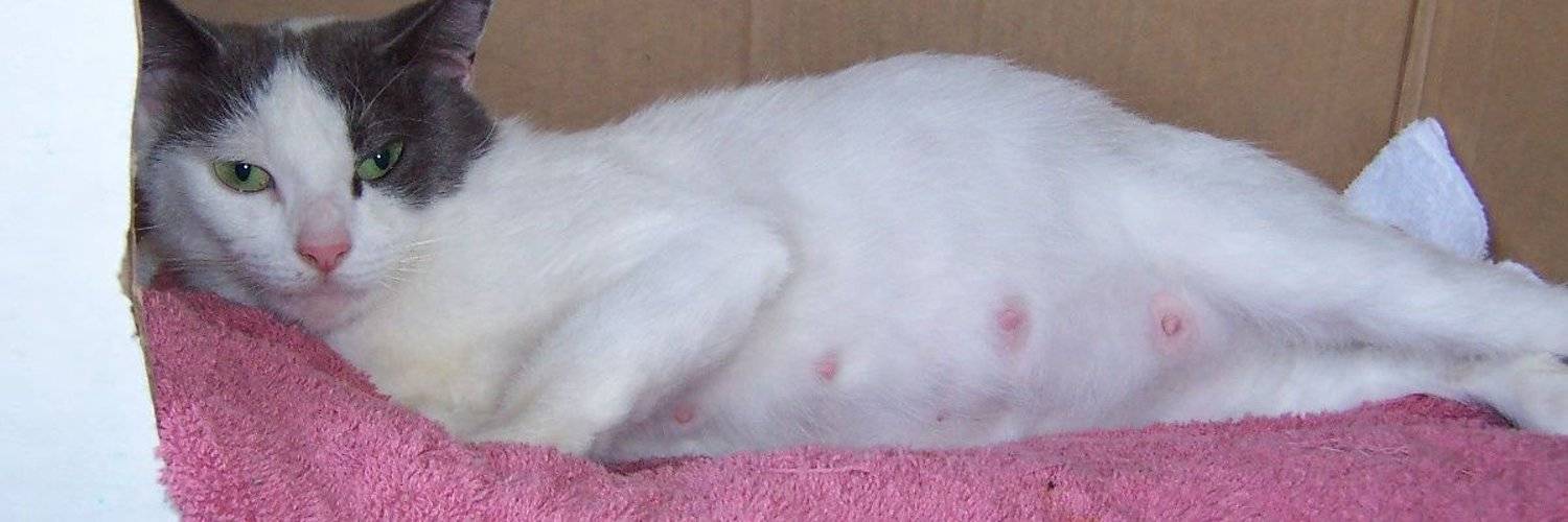 Рак груди у кошек: как помочь питомцу