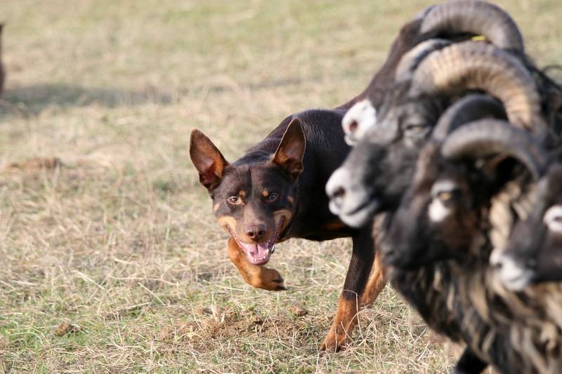 Самое интересное об австралийских овчарках келпи: особенности породы собак