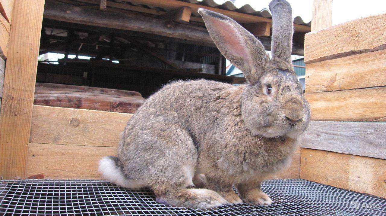 Кролики фландр описание породы, фото, особенности разведения и содержания