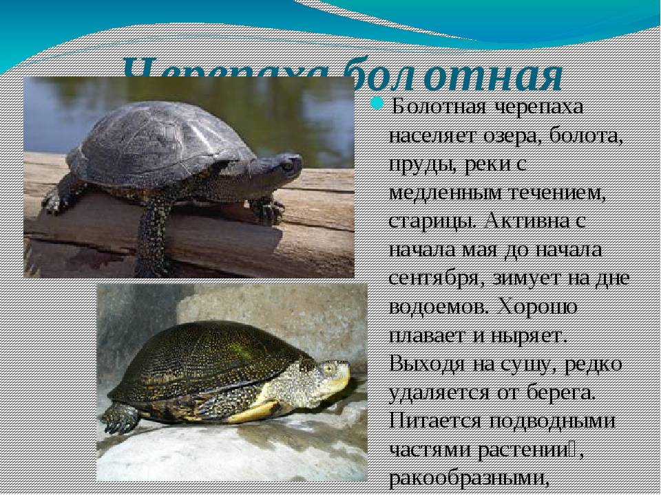 Все о болотной черепахе, описание, где живет, что ест, виды
