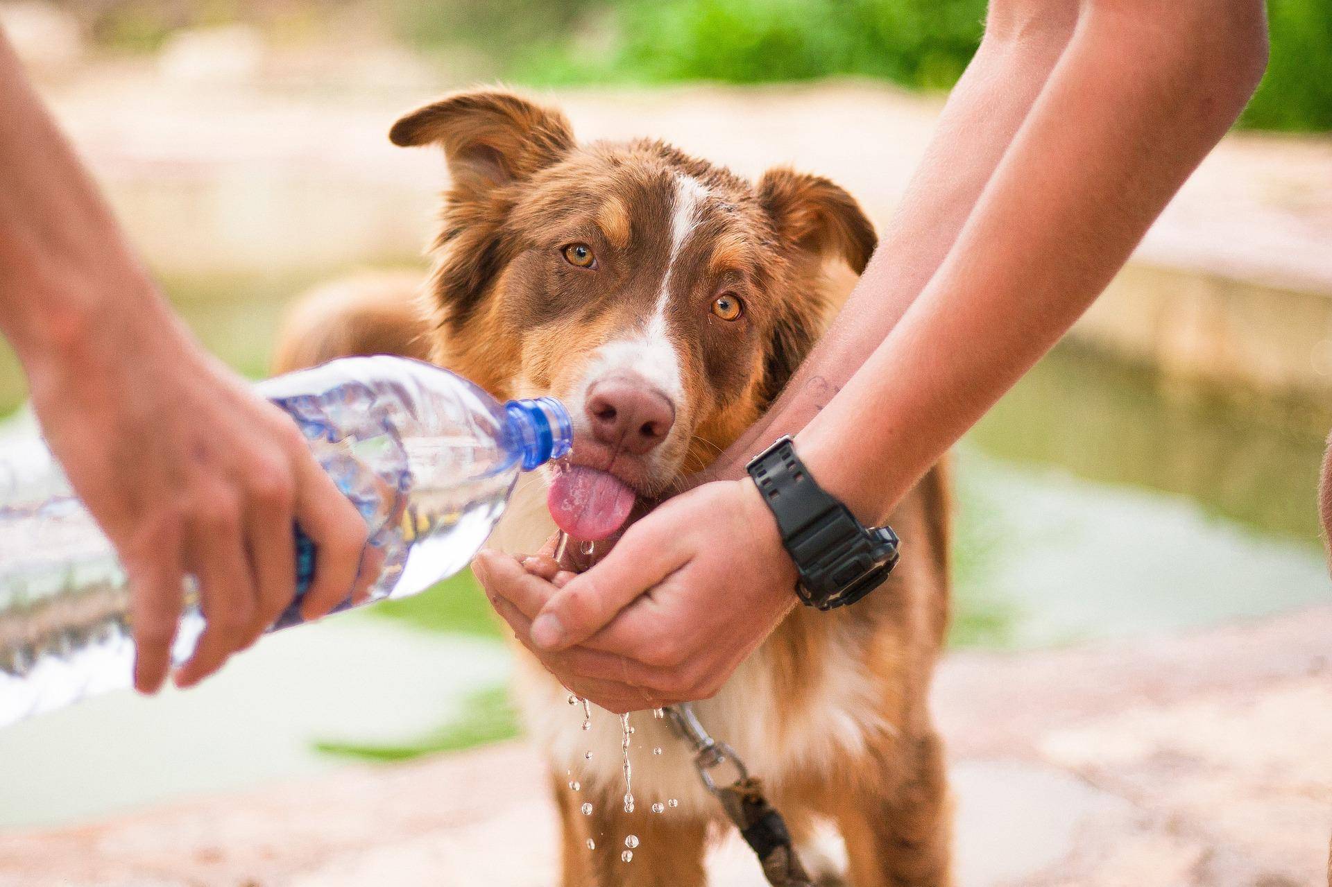 Собака пьет много воды и часто мочится: причина сильной жажды и усиленного мочеиспускания