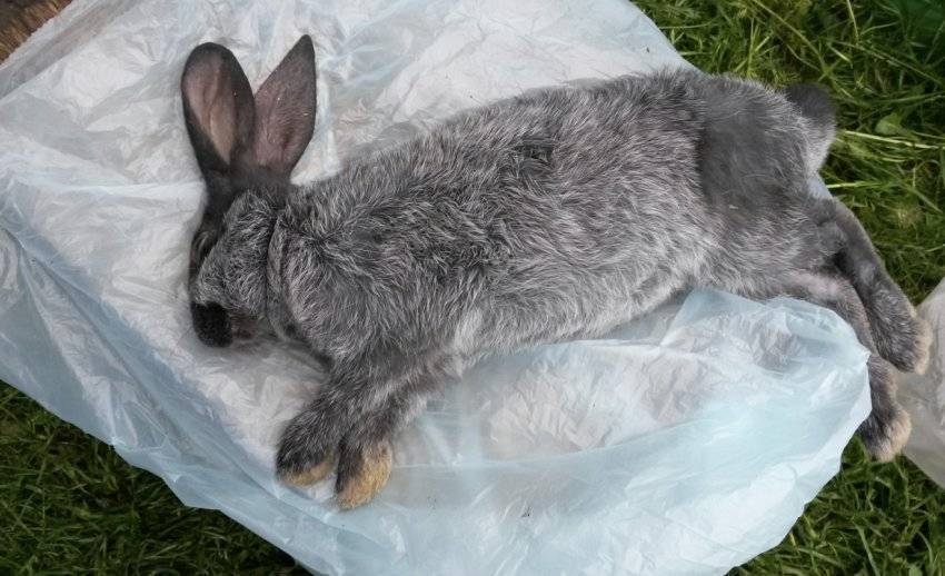 Почему болеют и дохнут кролики: симптомы, причины и заболевания, что делать и как лечить