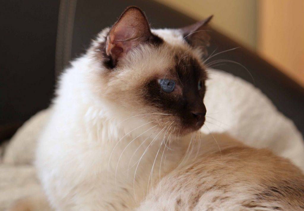 Балинезийская кошка – порода произошла от сиамской, фото, характер и стоимость