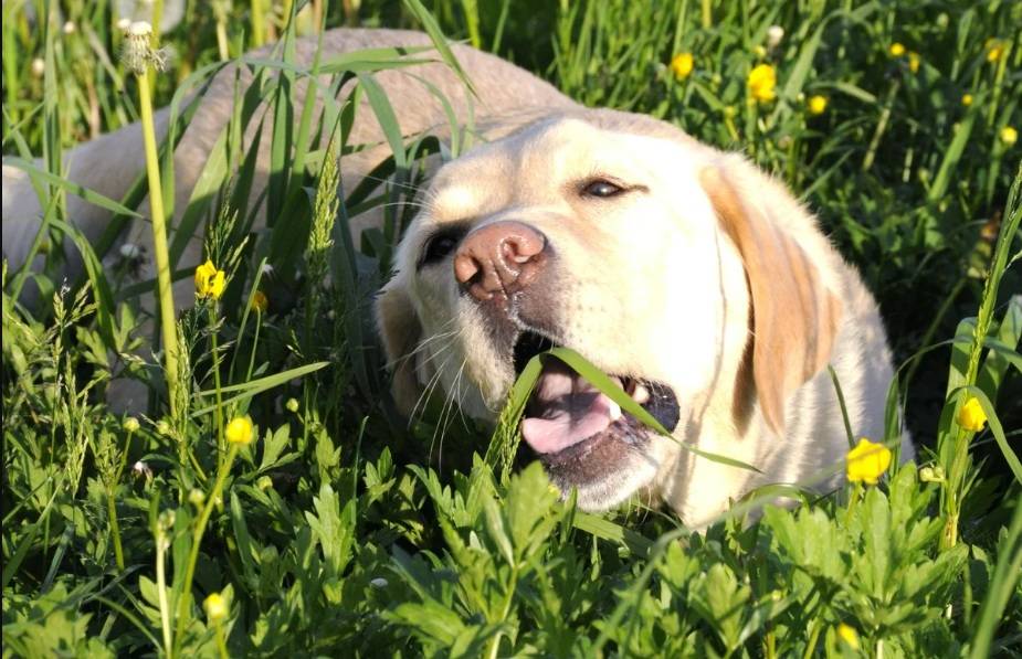 Почему собака ест землю: причины извращенного аппетита