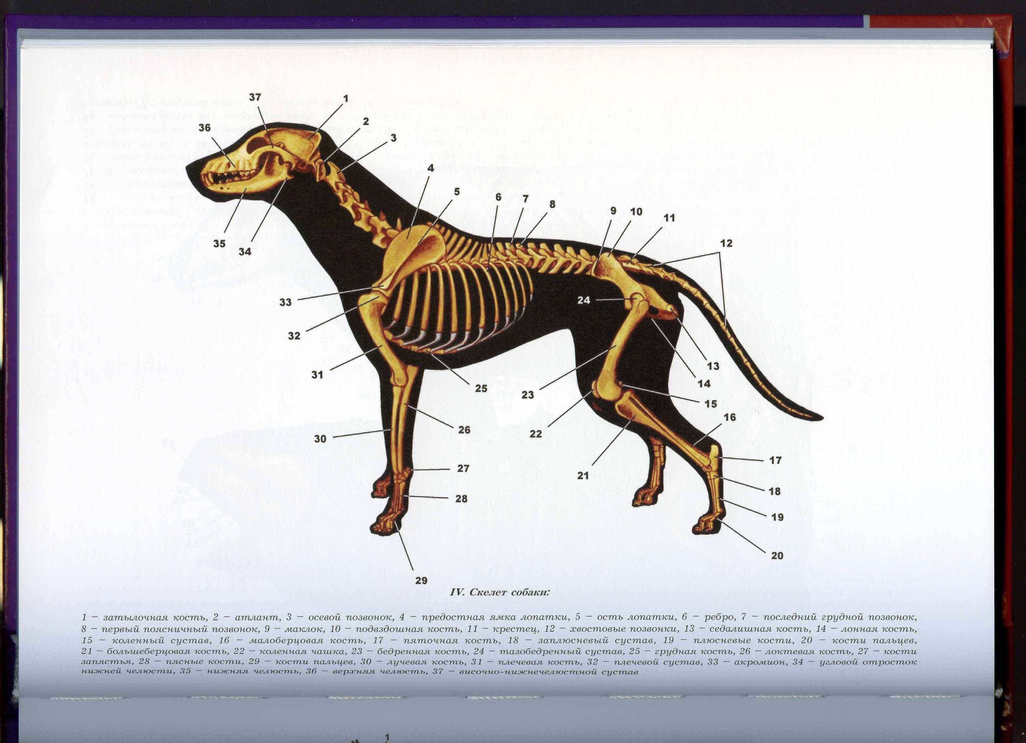 Анатомия собаки скелет конечностей
