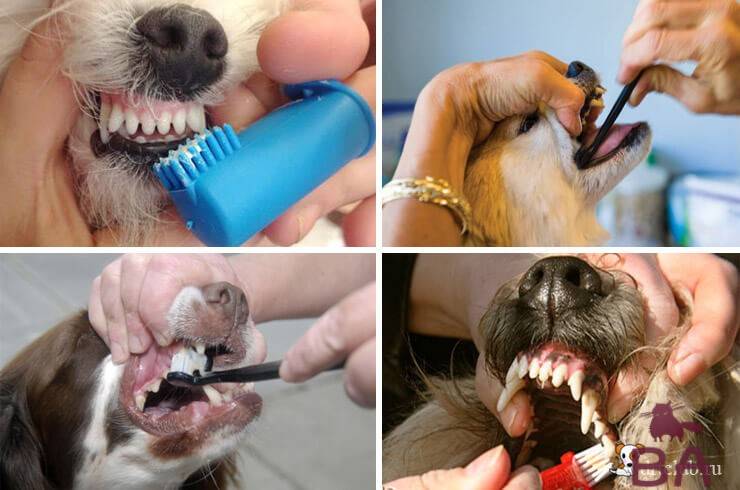 Как можно почистить зубы собаке в домашних условиях – рекомендации по уходу
