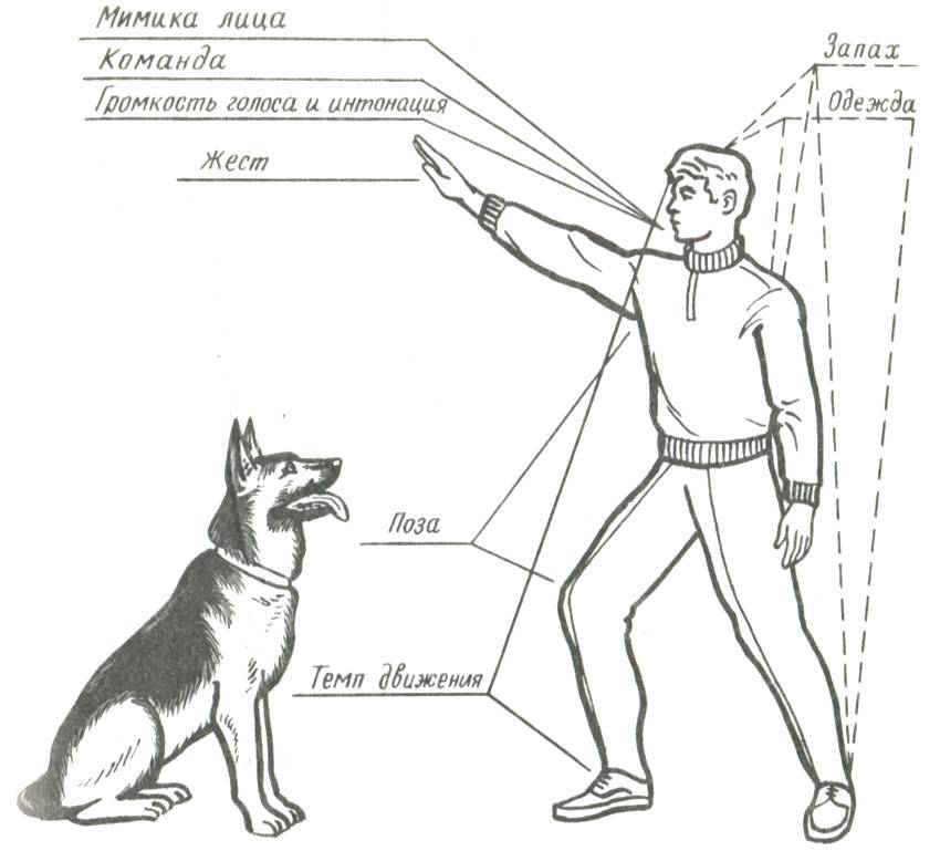 Команды для собак: список и как научить