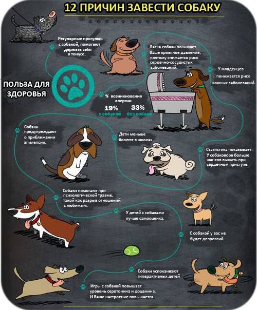 10 причин преимуществ собаки над кошкой