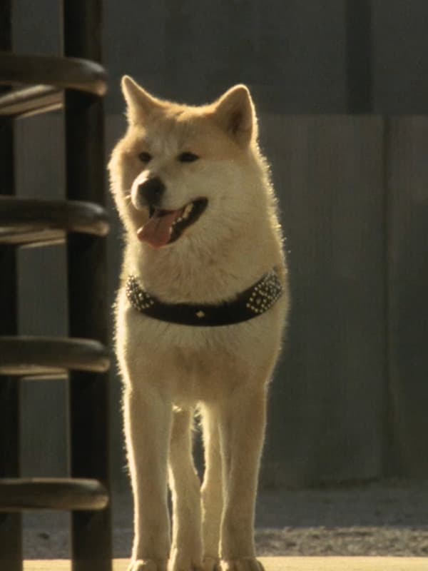 Как выглядит собака хатико. порода собаки хатико — акита-ину, ее описание и история