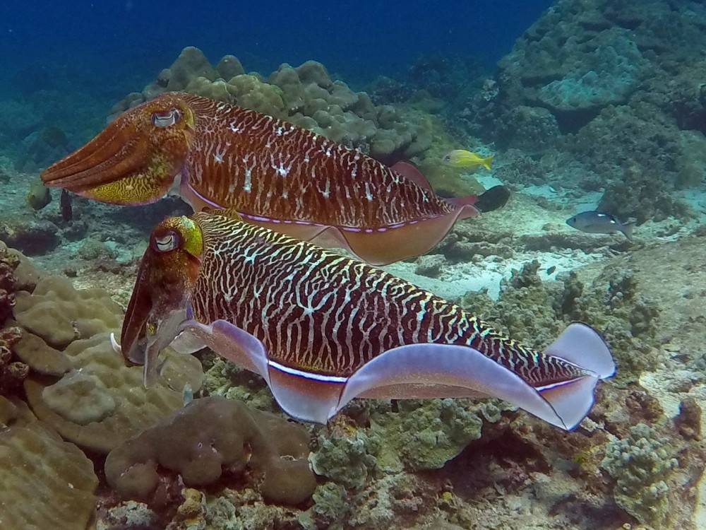 Каракатица фараона: фото, описание, образ жизни обитателя океанических глубин