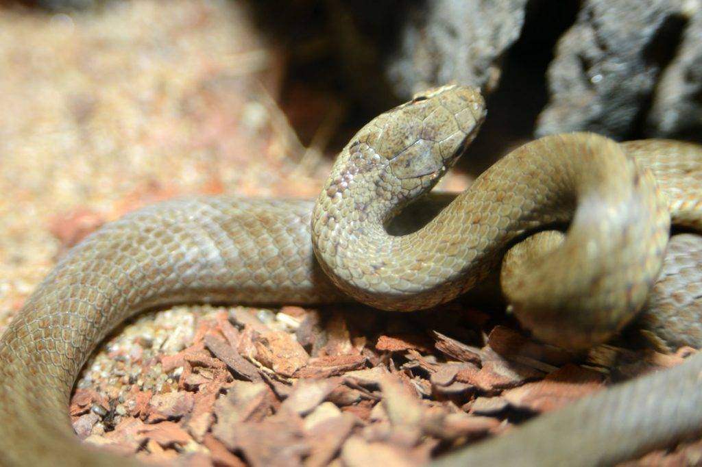 Медянка змея. образ жизни и среда обитания медянки