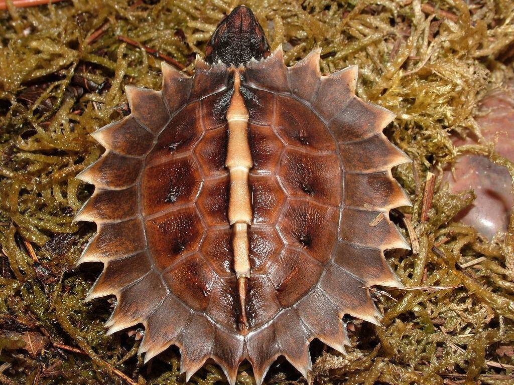 Колючая черепаха