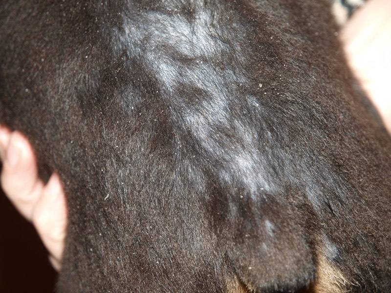 Почему у собаки местами выпадает шерсть: гормональные и негормональные причины