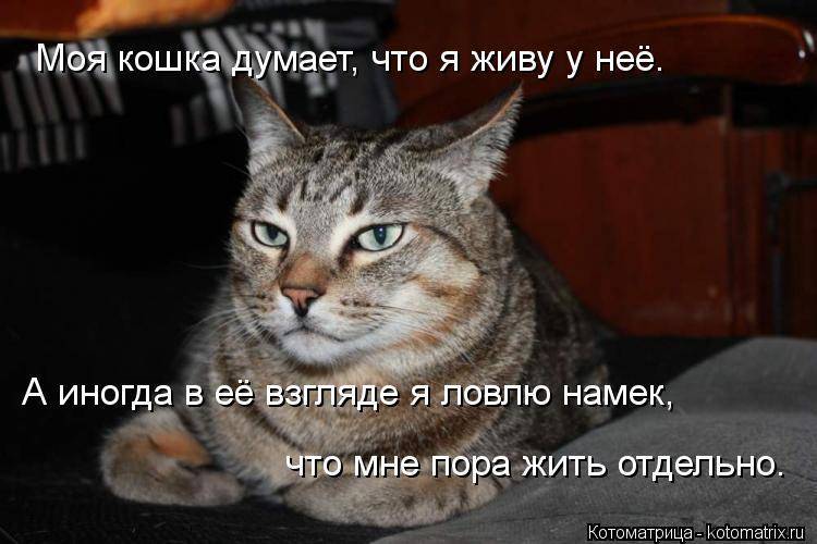 Кошачья логика или как мыслят кошки.   счастливый кот — la-murmur.ru