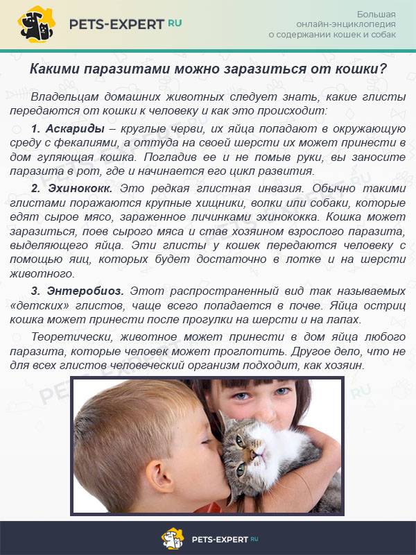 Болезни кошек, передающиеся человеку