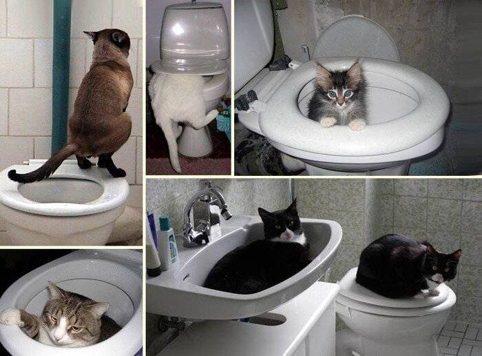 Сколько раз и как часто кошка должна ходить в туалет по-маленькому и по-большому, что делать при отклонениях от нормы?