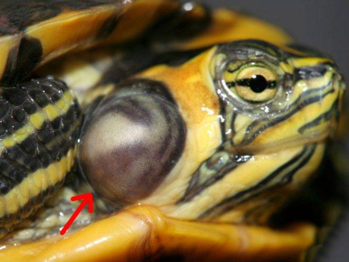 Болезни красноухих черепах: симптомы, лечение и профилактика
