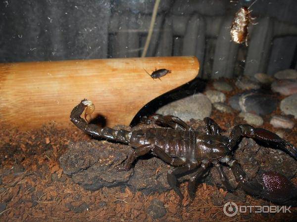 Чем питаются скорпионы в природе и террариуме