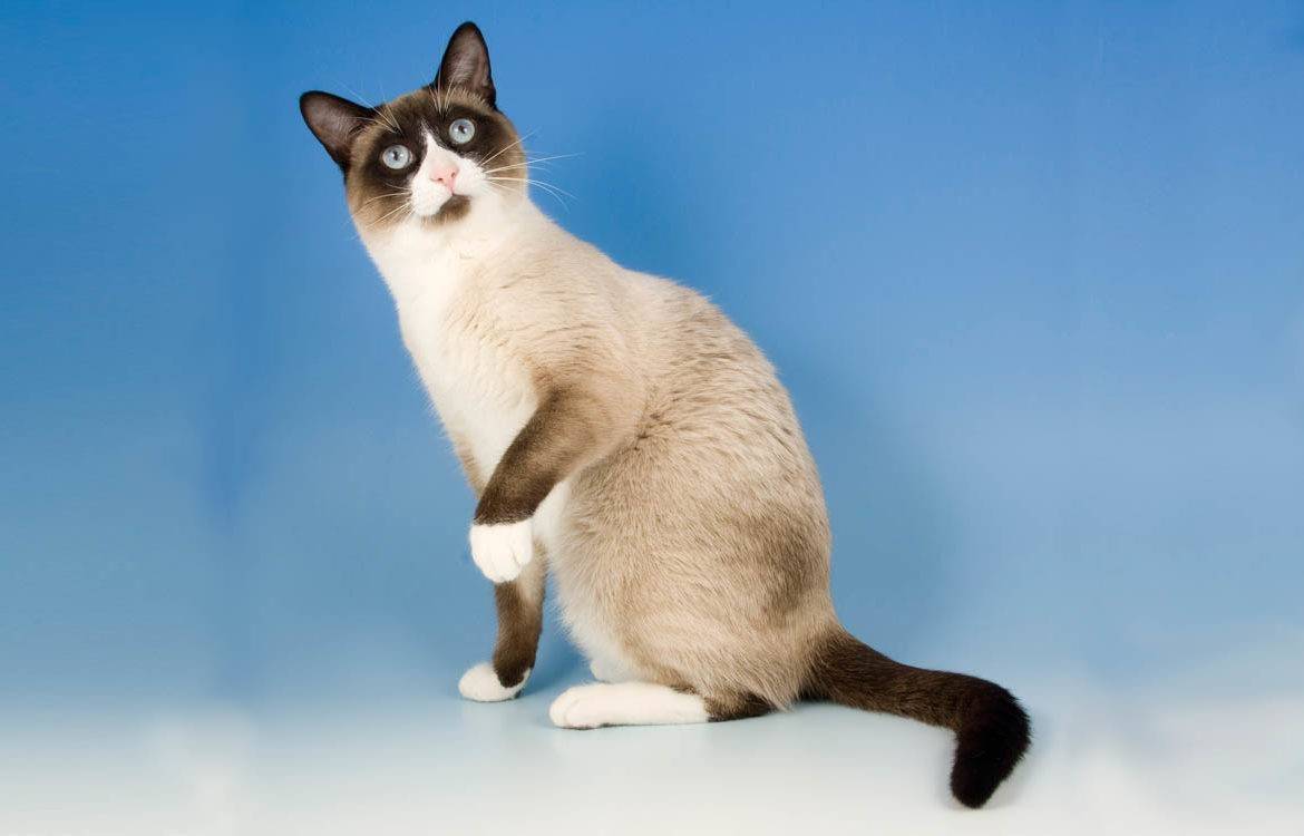 Кошка сноу-шу: фото, описание породы и особенности характера