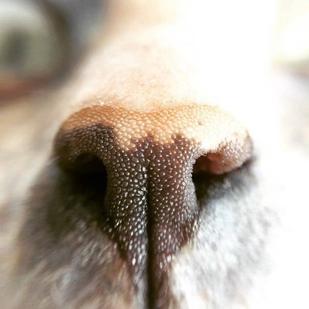 Какой должен быть нос у здоровой собаки | звери дома